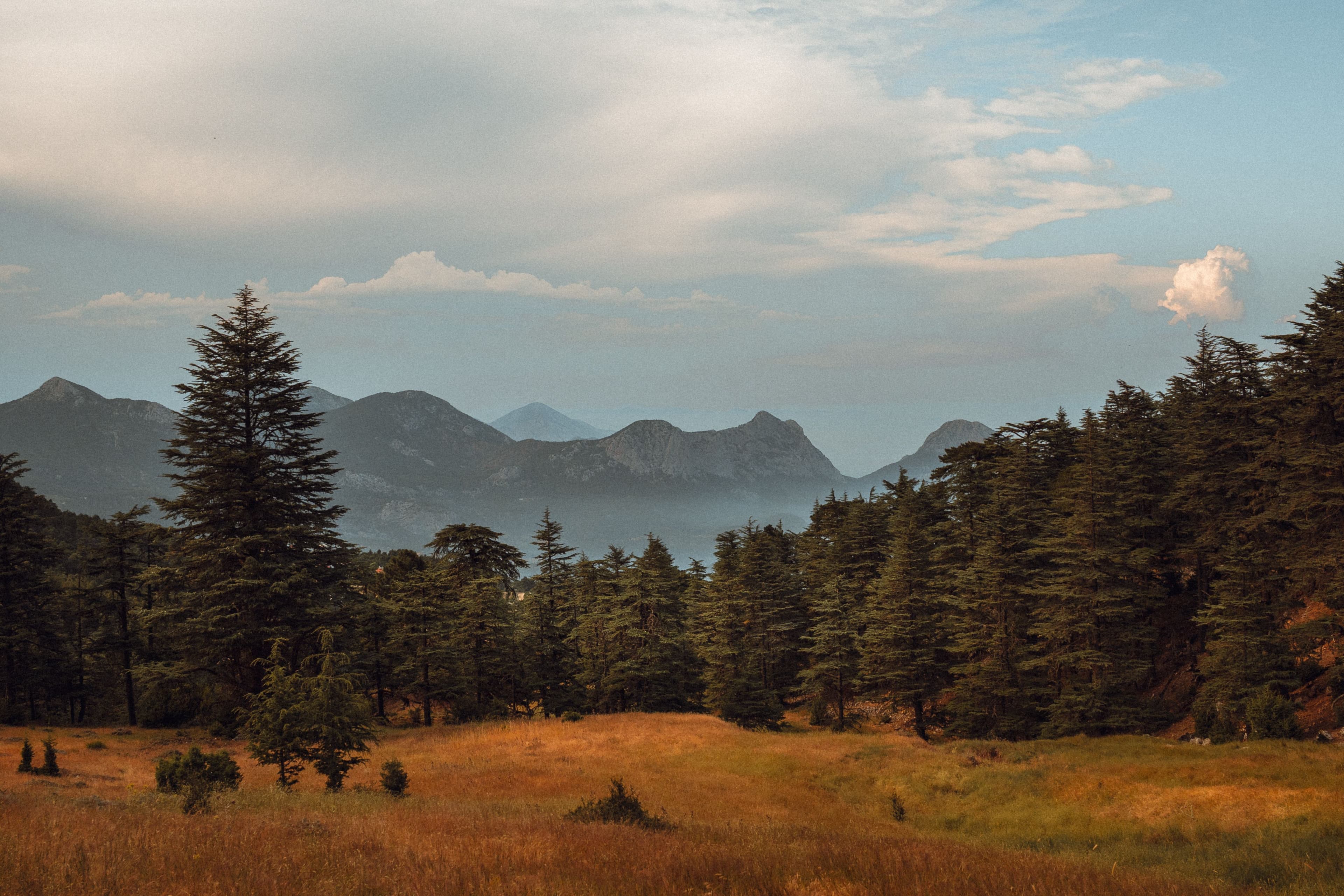 Pine forest silhouette against hazy mountains